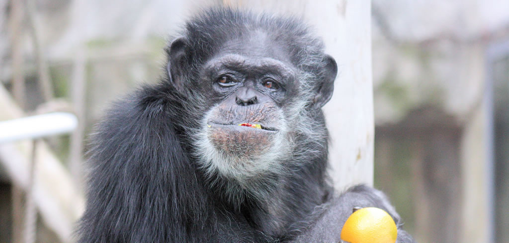 Chimp