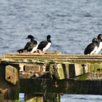 Birds on dock at San Carlos, Falkland Islands