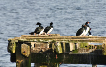 Birds on dock at San Carlos, Falkland Islands