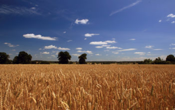 Farm field