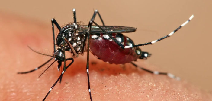 Aedes aegypti mosquito