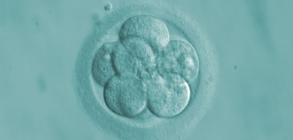 Human 8-cell embryo (72 hours)