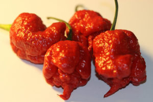 Carolina Reaper chillies