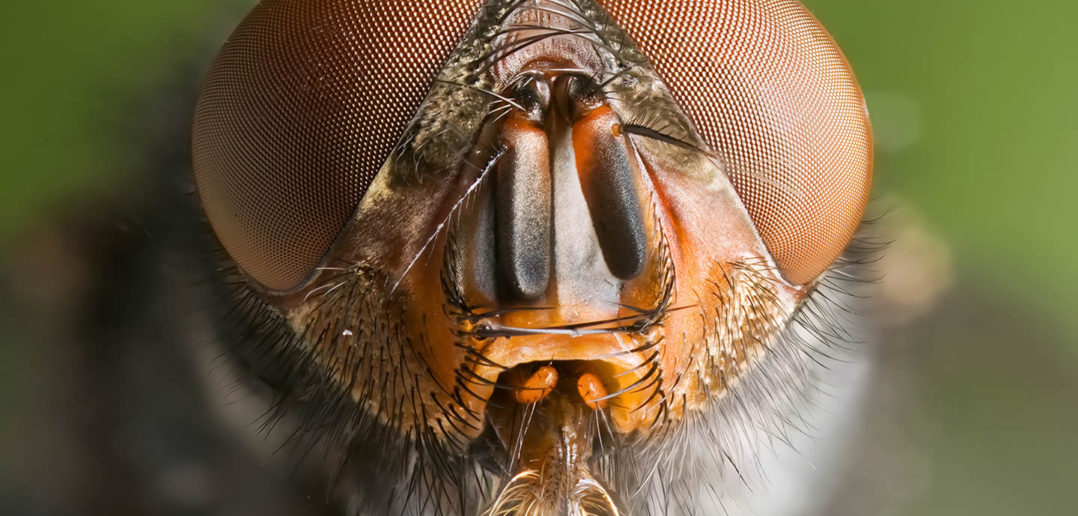 Calliphora vomitoria / Blue bottle fly