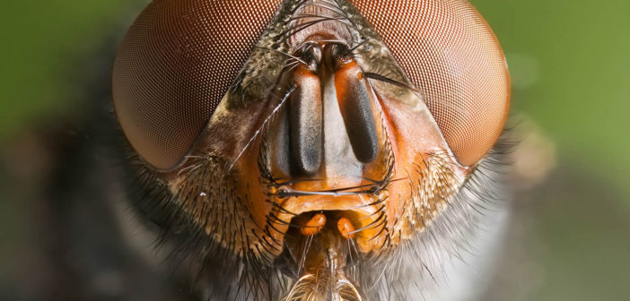 Calliphora vomitoria / Blue bottle fly