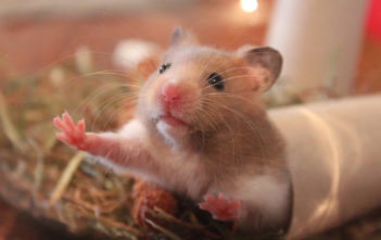 Hamster