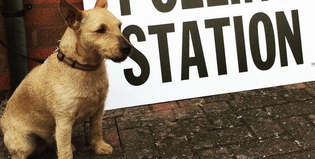 Dogs at polling stations