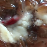 Sea fleas caught in Australia