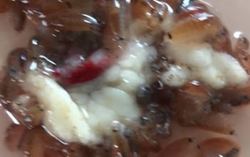 Sea fleas caught in Australia