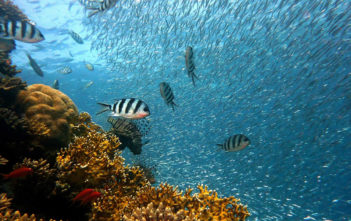 Coral reef