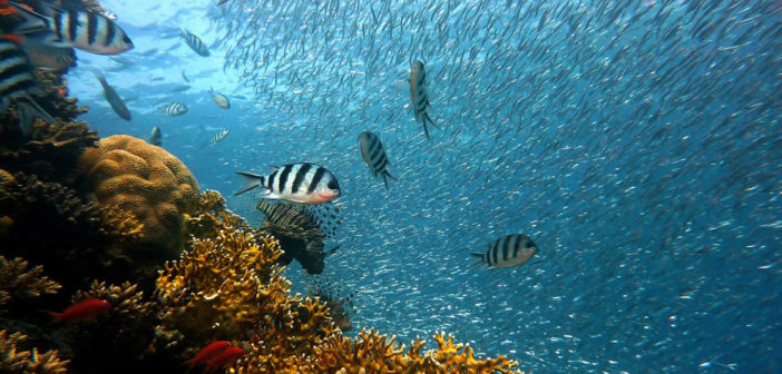 Coral reef