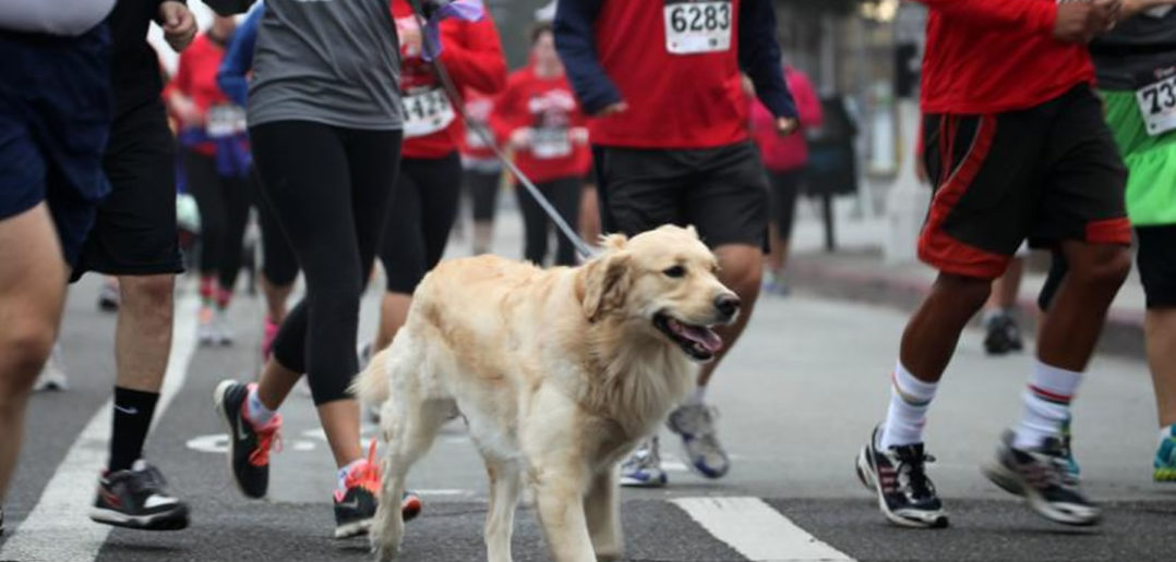 Running dog