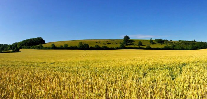 Farm fields in the UK