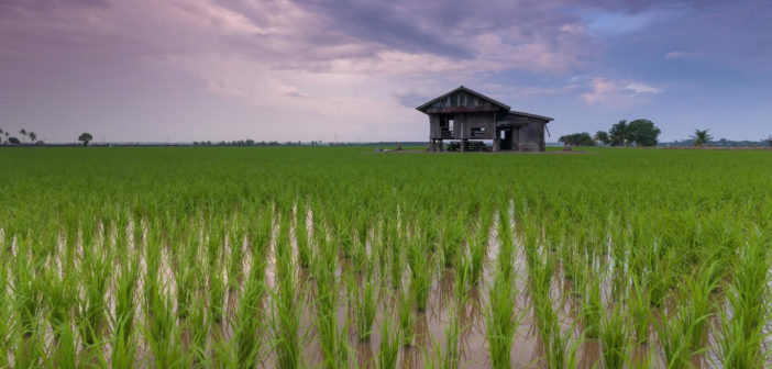 Rice paddy