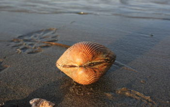 Scallop shell