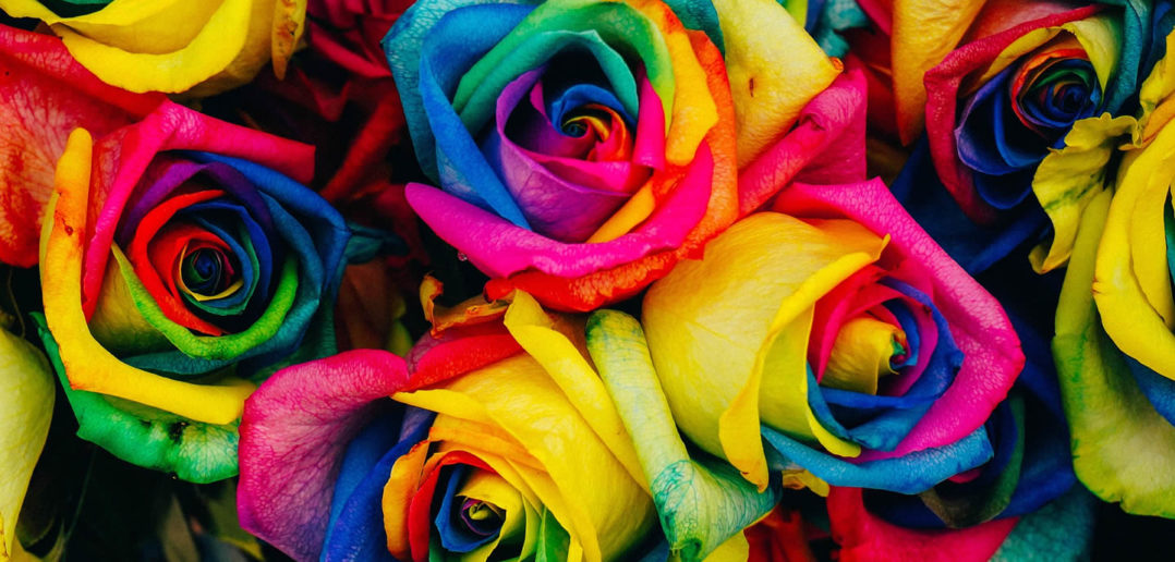 Multi-coloured roses