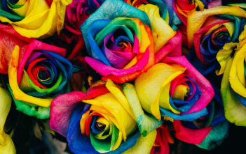 Multi-coloured roses