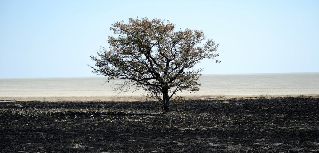 Conservatives: Burnt and dead tree