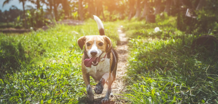 Dog walking in a field