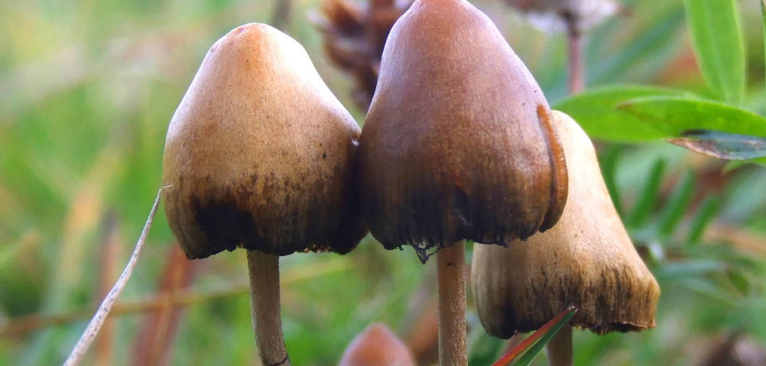 Magic mushrooms