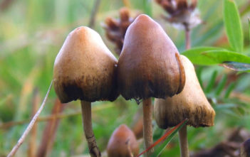 Magic mushrooms
