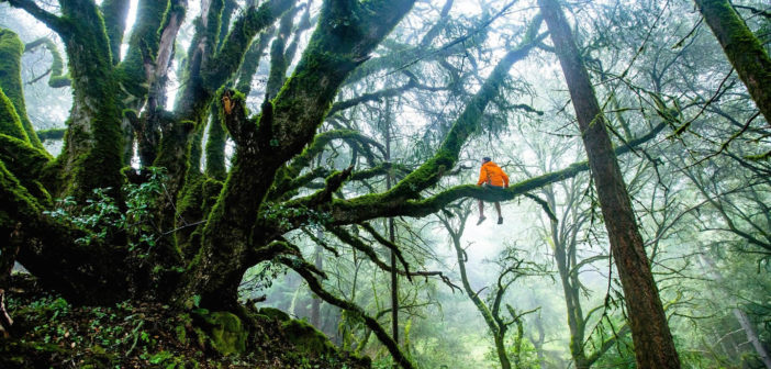 Forest explorer