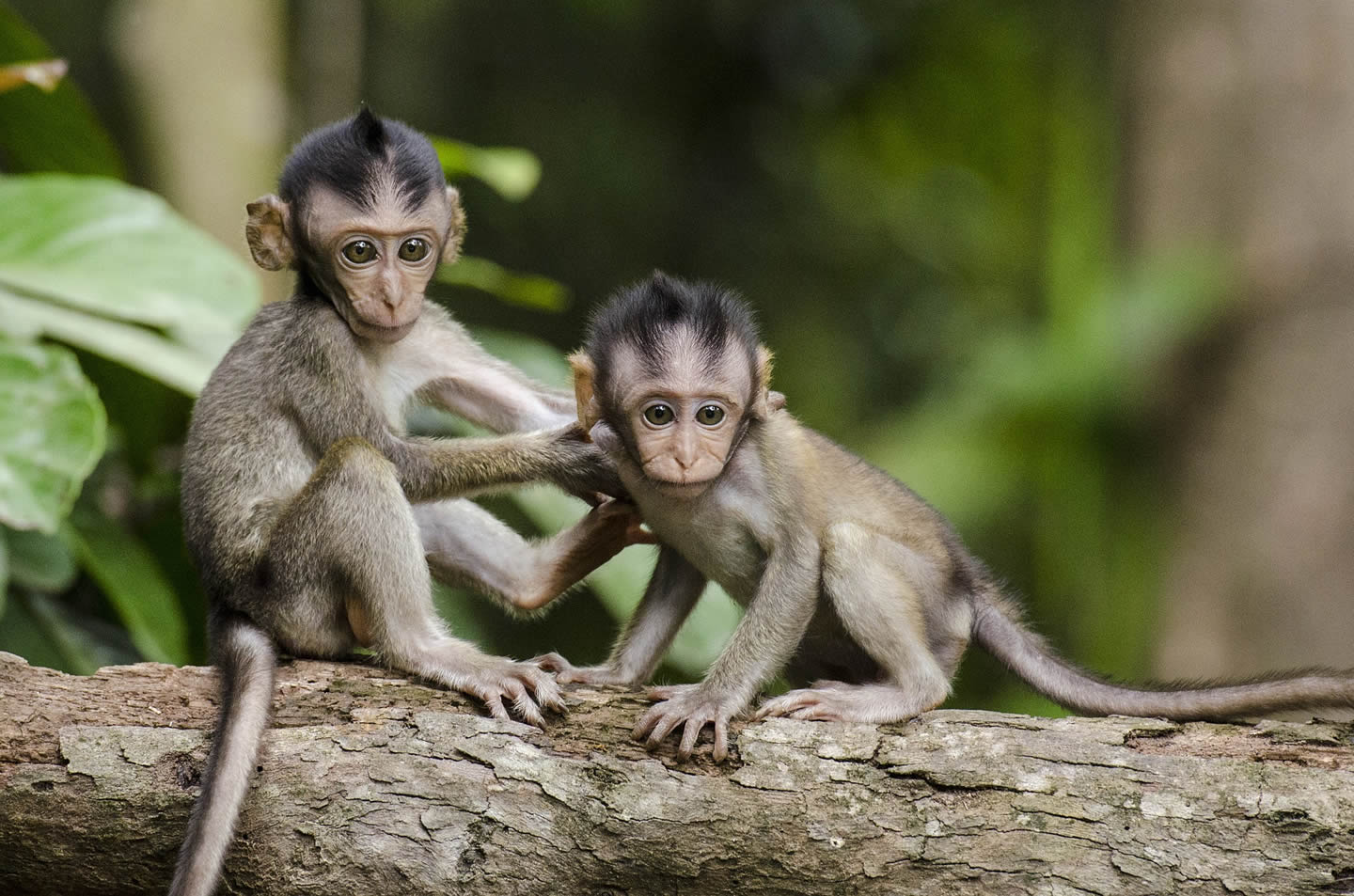 Monkeys