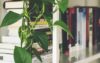 House plants