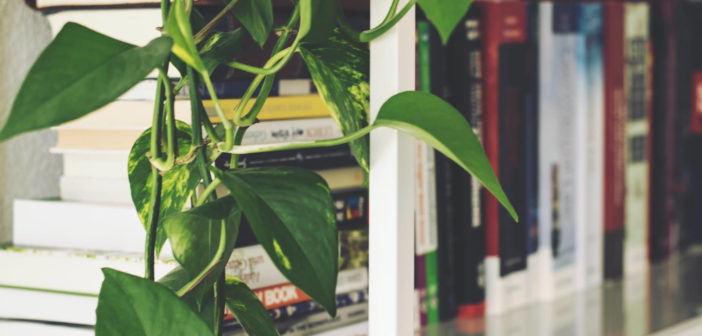 House plants